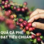 LABA BLEND - Cà Phê Bột Pha Phin Seedkfe vị truyền thống đậm đà, thơm nồng (500gr)