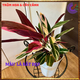 Chậu Hồng Quân Tử Cây Trồng Trong Nhà Cây Hồng Yến Màu Siêu Đẹp ️️🥁 MiMa market
