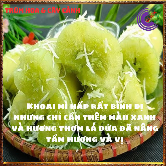 Chậu lá dứa thơm màu xanh thần thánh của mọi món ăn dược liệu tốt ⏰Hoa Mười Giờ Bonsai & Phụ Kiện