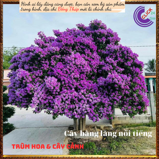 Chậu Hoa Bằng Lăng Tím Kép Cao Gần 1 Mét Khoảng Sân Thương Nhớ🍈MiMa market
