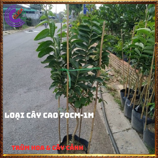 Chậu Hoa Bằng Lăng HỒNG Cao Gần 1 Mét Màu Mới Tuyệt Đẹp Hoa To🍈MiMa market