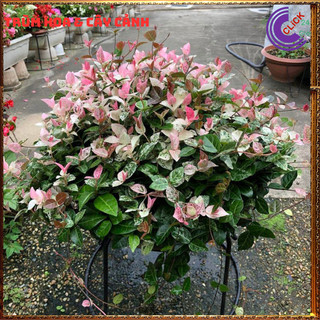 COMBO 2 CHẬU THẰN LẰN CẨM THẠCH TUYỆT ĐẸP DÂY LEO TƯỜNG XINH XẮN💍SHOP PP ONLINE CLICK 24 GIỜ