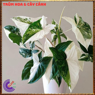 CHẬU CÂY TRẦU BÀ CẨM THẠCH TRỒNG TRONG NHÀ, ĐỂ BÀN SIÊU LỌC KHÔNG KHÍ💍 SHOP PP ONLINE CLICK 24 GIỜ