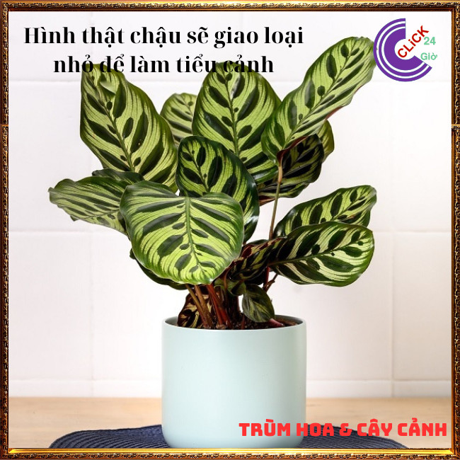 Cây đuôi công khổng tước cây trồng trong nhà lọc không khí siêu đỉnh ⏰ Hoa Mười Giờ Bonsai & Phụ Kiện
