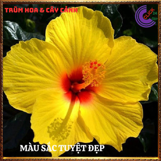 Chậu hoa râm bụt vàng tươi cánh đơn bông bụp thái đại hồng hoa cẩm quỳ⌛Siêu Thị Hoa Và Cây Giống