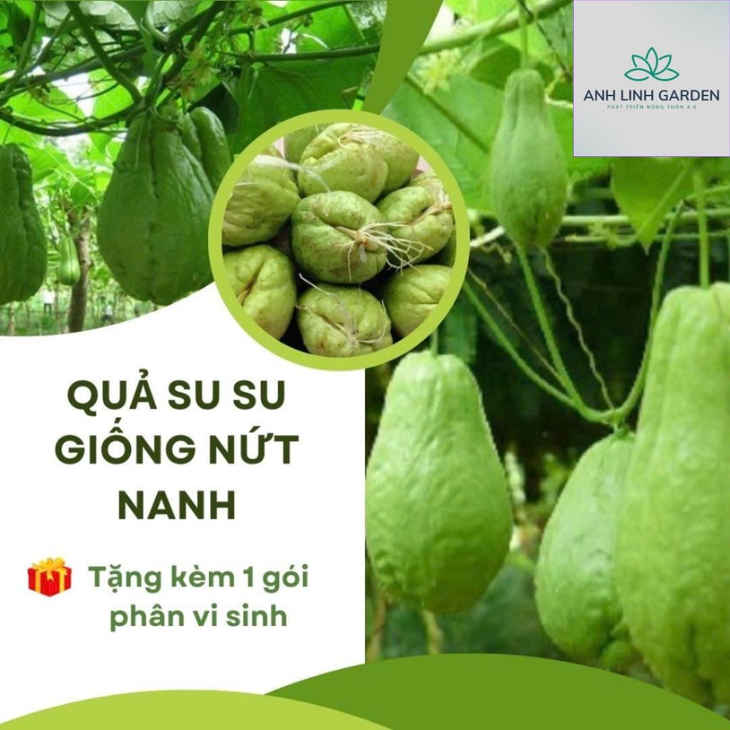 Quả su su giống ( cam kết củ già đã có rễ) | Shopee Việt Nam