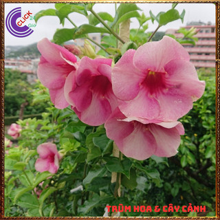 CHẬU CÂY HOA HUỲNH ANH TÍM BÔNG TO ĐẰM THẮM SIÊU XINH NỞ QUANH NĂM⌛ Siêu Thị Hoa Và Cây Giống
