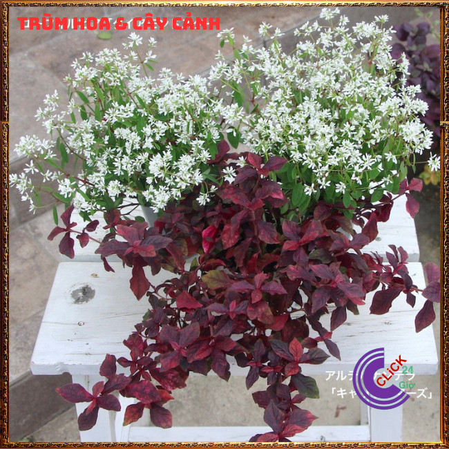 CHẬU CÂY RUBY ĐỎ TẠO SẮC ĐỐI LẬP KHI PHỐI MÀU THẢO HOA HOẶC TRỒNG VIỀN⏰Hoa Mười Giờ Bonsai & Phụ Kiện