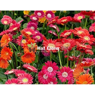 Hạt Giống Hoa Đồng Tiền Mix màu F1 - Giống chất lượng cao