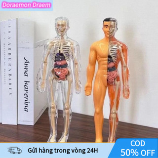 【COD】Mô hình cơ thể người – đồ chơi trẻ em bộ xương con người giải phẫu có thể tháo rời khoa học bộ xương người xếp hình