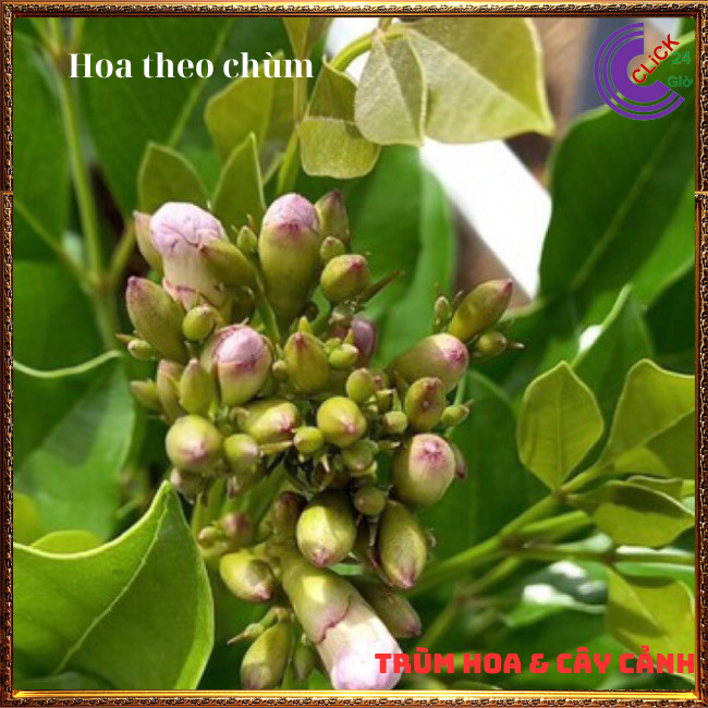 Cây nguyệt quế lá lớn hoa to thơm ngọt hoa loe kèn rất đẹp hoa cả năm⏰ Hoa Mười Giờ Bonsai & Phụ Kiện