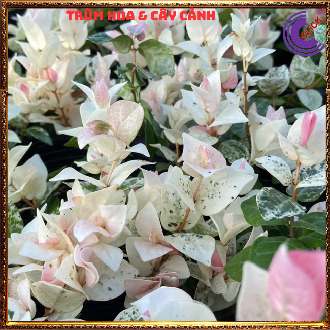 2 CHẬU VẢY ỐC CẨM THẠCH THẰN LẰN LEO TƯỜNG TRỒNG BỒN SIÊU XINH⏰ Hoa Mười Giờ Bonsai & Phụ Kiện