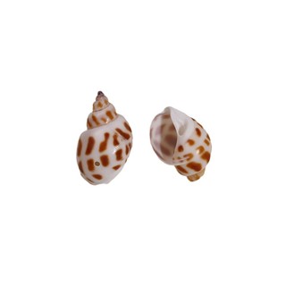 Tự nhiên Conch Ocean Series 3D Conch Phụ kiện Trang sức Tự làm Bông Tai Mũ nón Mặt Dây chuyền Phụ nữ Chất liệu Bán buôn