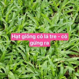 [CỎ LÁ TRE} - Hạt giống cỏ lá gừng ta, cỏ lá tre