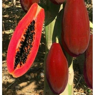 HẠT F1 - Hạt Giống Đu Đủ siêu ngọt  ) - hàng cực chuẩn