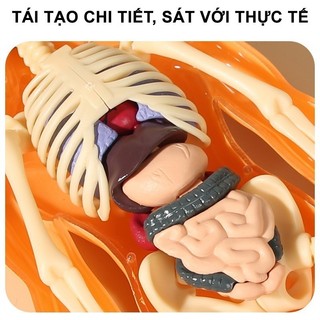 【COD】Mô hình cơ thể người – đồ chơi trẻ em bộ xương con người giải phẫu có thể tháo rời khoa học bộ xương người xếp hình