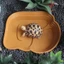 Top Nhựa Bò Sát Đĩa Nước Nhiều Giai Đoạn Ngâm Chậu Cho Rùa Ăn Tắm Môi Trường Sống Bát Nước Có Rách