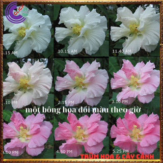 Cây hoa mộc liên phù dung 1 bông đổi 3 sắc hoa trong 1 ngày hoa lạ mắt🕰Yêu Nhà Yêu Hoa