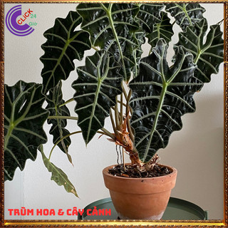 Chậu môn quan âm lá hình tim siêu cuốn hút mang đến điều tốt lành⌛ Siêu Thị Hoa Và Cây Giống
