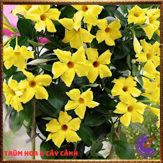 Chậu hoa huỳnh đệ vàng chói rực rỡ hoa leo đẹp siêu hoa dễ trồng🕰 Yêu Nhà Yêu Hoa
