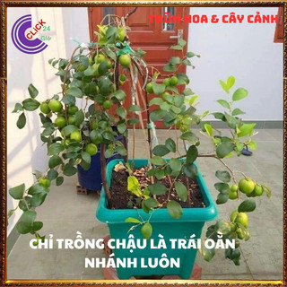 Cây Táo Siêu Trái Trồng Thùng Xốp Vẫn Trĩu Quả To gấp 3 lần giòn ngọt💍 SHOP PP ONLINE CLICK 24 GIỜ