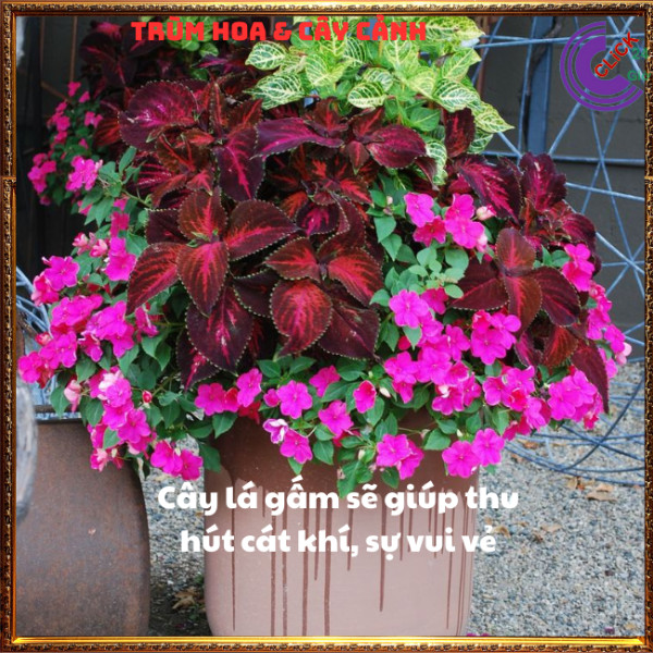 CHẬU LÁ GẤM SỌC TÍM TÍA TÔ CẢNH MÙA SẮC NỔI BẬT ĐẸP LẠ ⏰ Hoa Mười Giờ Bonsai & Phụ Kiện