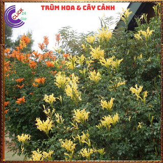 CÂY HOA RẠNG ĐÔNG VÀNG ĐỨNG TỪNG CHÙM RẤT ĐẸP DỄ TRỒNG NỞ QUANH NĂM⏰ Hoa Mười Giờ Bonsai & Phụ Kiện
