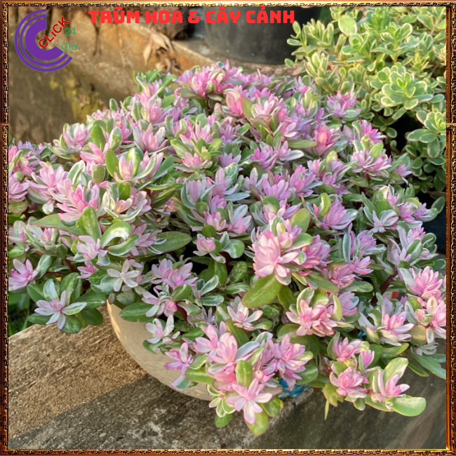 CẨM THẠCH LÁ HỒNG HẠNH PHÚC ĐẸP SÁNG BỪNG GÓC VƯỜN SIÊU XINH⏰ Hoa Mười Giờ Bonsai & Phụ Kiện