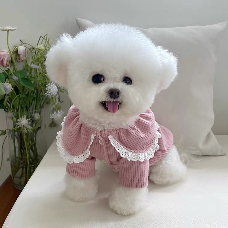 Áo len ren mùa thu đông, thích hợp cho quần áo thú cưng cho chó nhỏ như Bichon, Teddy