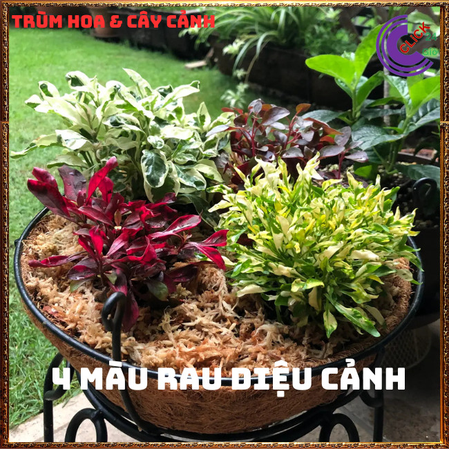 COMBO 2 CHẬU CÂY KỶ ĐỎ DỀN XANH MÀU SẮC ĐẸP SỐNG LÂU NĂM DỄ TRỒNG⏰Hoa Mười Giờ Bonsai & Phụ Kiện
