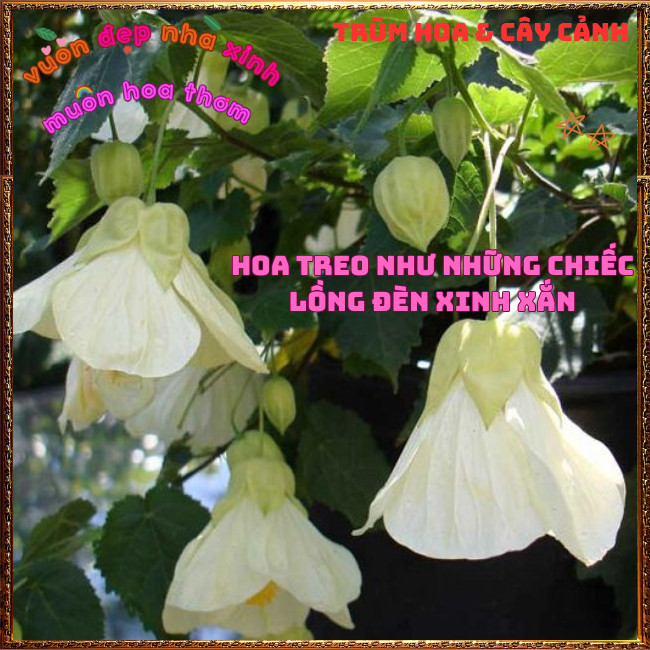 Chậu Cây Hoa Bụp Lồng Đèn MÀU TRẮNG KEM xinh xắn lạ mắt hoa quanh năm 💡Hoa Mười Giờ Bonsai & Phụ Kiện