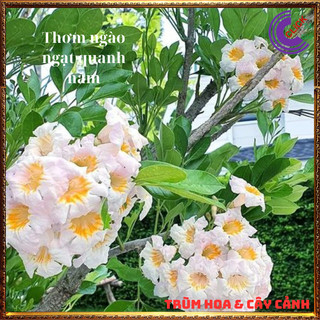Cây nguyệt quế thái hoa to thơm ngọt hoa loe kèn rất đẹp hoa cả năm ️️🥁 MiMa market