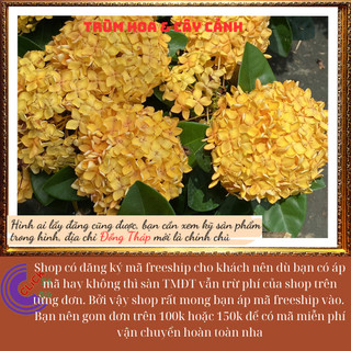 Hoa trang vàng lá trung siêu đẹp rực rỡ hoa quanh năm không sâu bệnh📗 Yêu Nhà Yêu Hoa