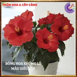 Cây hoa dâm bụt thái màu đỏ cánh đơn bông bụp đại hồng hoa cẩm quỳ to💍SHOP PP ONLINE CLICK 24 GIỜ