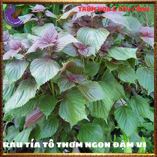 Chậu rau tô diệp thơm ngon vừa là thảo dược rau nhà tự trồng siêu sạch️️🥁MiMa market