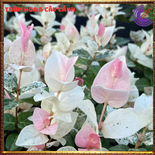 2 CHẬU VẢY ỐC CẨM THẠCH THẰN LẰN LEO TƯỜNG TRỒNG BỒN SIÊU XINH💍 SHOP PP ONLINE CLICK 24 GIỜ