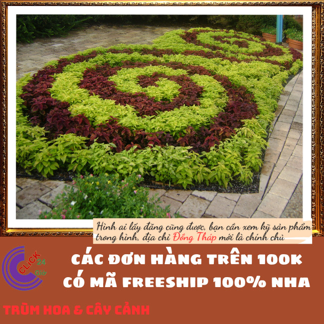 CÂY LÁ GẤM BÌA XOĂN TÍA TÔ CẢNH MÙA SẮC NỔI BẬT ĐẸP LẠ ⏰ TRÙM HOA VÀ CÂY CẢNH
