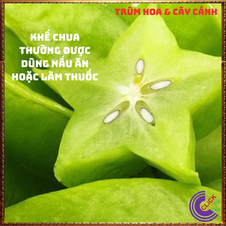 Chậu Cây Khế CHUA giống Thái Siêu Trái Cao 70cm dễ trồng nhanh trái🍓Yêu Nhà Yêu Hoa