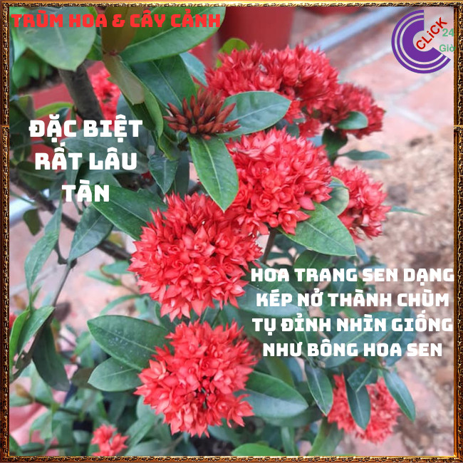 CHẬU HOA MẪU ĐƠN SEN BÔNG TRANG SEN CÁNH KÉP NỞ RẤT LÂU TÀN GIỐNG MỚI📕TRÙM HOA VÀ CÂY CẢNH