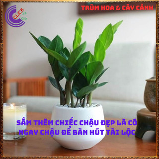 CHẬU CÂY KIM PHÁT TÀI NHỎ LÀM TIỂU CẢNH ĐỂ BÀN HÚT TÀI LỘC MAY MẮN 💍SHOP PP ONLINE CLICK 24 GIỜ
