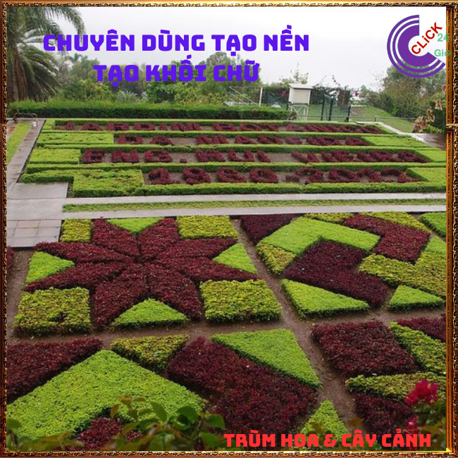 COMBO 2 CHẬU CÂY KỶ ĐỎ DỀN XANH CHUYÊN TRỒNG NỀN PHỐI CẢNH TẠO KHỐI⏰TRÙM HOA VÀ CÂY CẢNH