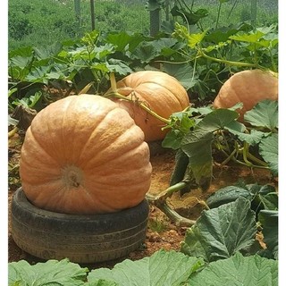 HẠT GIỐNG BÍ NGÔ KHỔNG LỒ