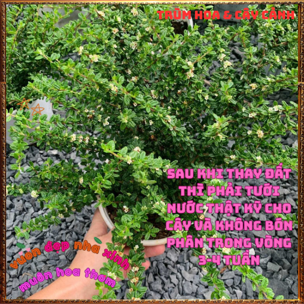 Đ Cây Hàm Hương To Thơm Mùi Cam Quýt Mật Ong Lưu Hương Lâu Dài 🍟TRÙM HOA VÀ CÂY CẢNH