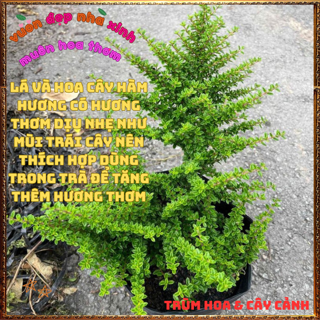 Chậu Cây Hàm Hương Thơm Mùi Cam Quýt Mật Ong Lưu Hương Lâu Dài Lọc Không Khí🔮 Hoa Mười Giờ Bonsai & Phụ Kiện