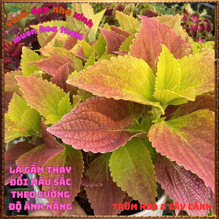 Chậu Lá Gấm Hoàng Hôn Màu Tuyệt Đẹp Tía Tô Cảnh Mới Lạ Trồng Đâu cũng đẹp🌺 BẢO HÀNH CÂY GIỐNG VÀ HOA CHUẨN