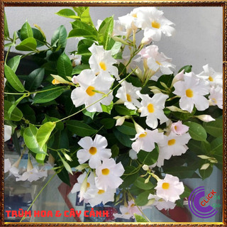 Chậu hoa tuyết anh trắng tinh khôi hoa trang đài trắng tuyệt đẹp🕰 Yêu Nhà Yêu Hoa