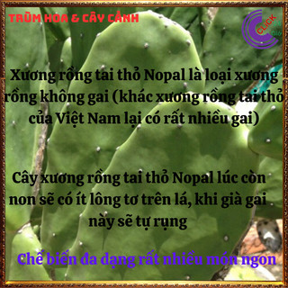 Cây xương rồng tai thỏ Nopal không gai nấu ăn được nhiều món ngon ⌛ Siêu Thị Hoa Và Cây Giống