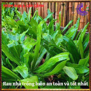 Chậu rau mùi tàu hương thơm đặc biệt cho món ăn và là dược liệu quý ️️🥁MiMa market