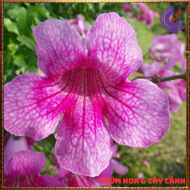 Chậu cây HỒNG THIÊN HƯƠNG dây leo hoa thơm nở quanh năm dễ trồng ⏰TRÙM HOA VÀ CÂY CẢNH