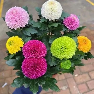 [NỞ 4 MÙA] - Hạt Giống Hoa Cúc Ping Pong Mix 15 màu Loại dễ trồng tỉ lệ nảy mầm 98%